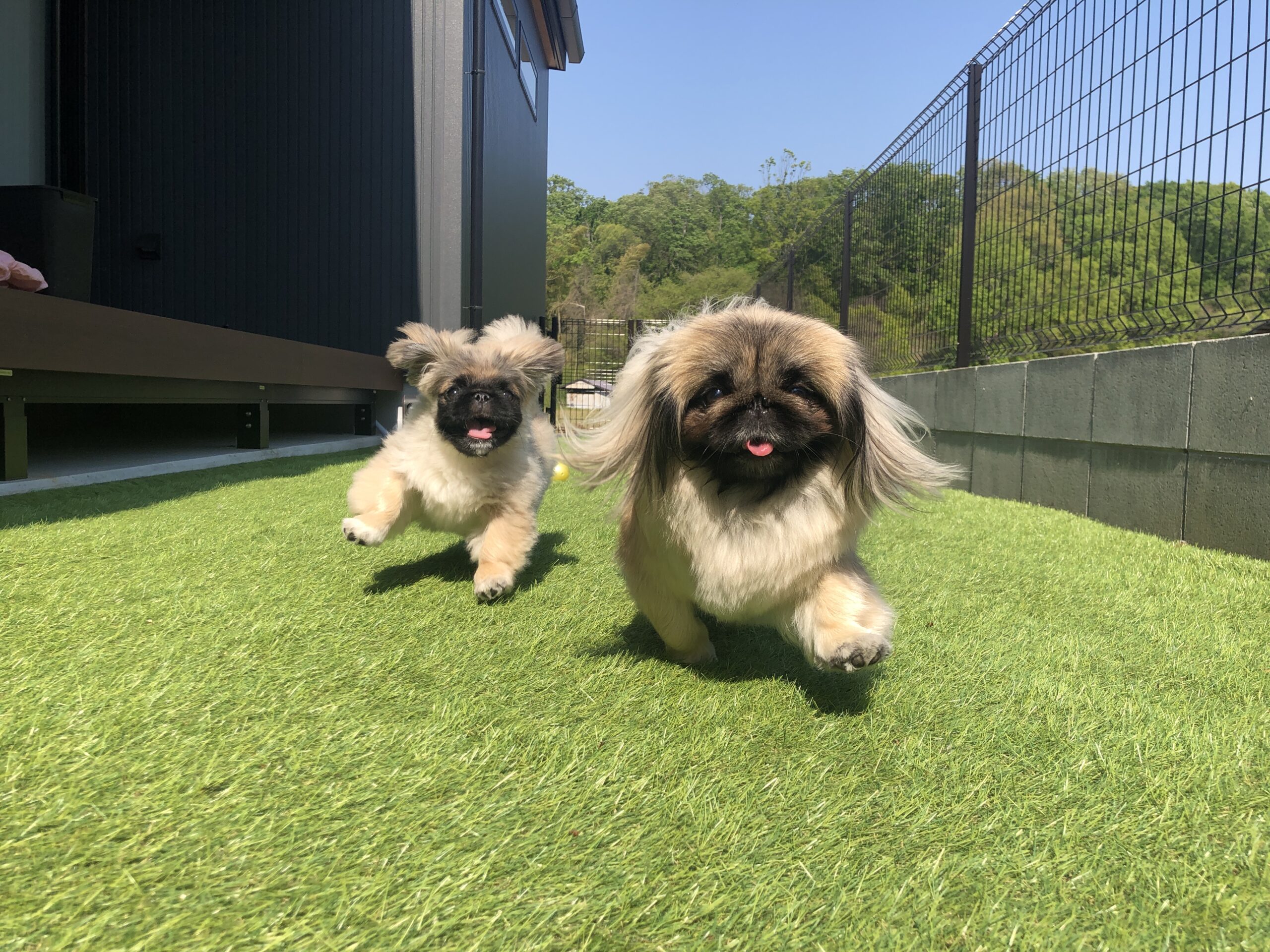 愛犬と暮らす住まい