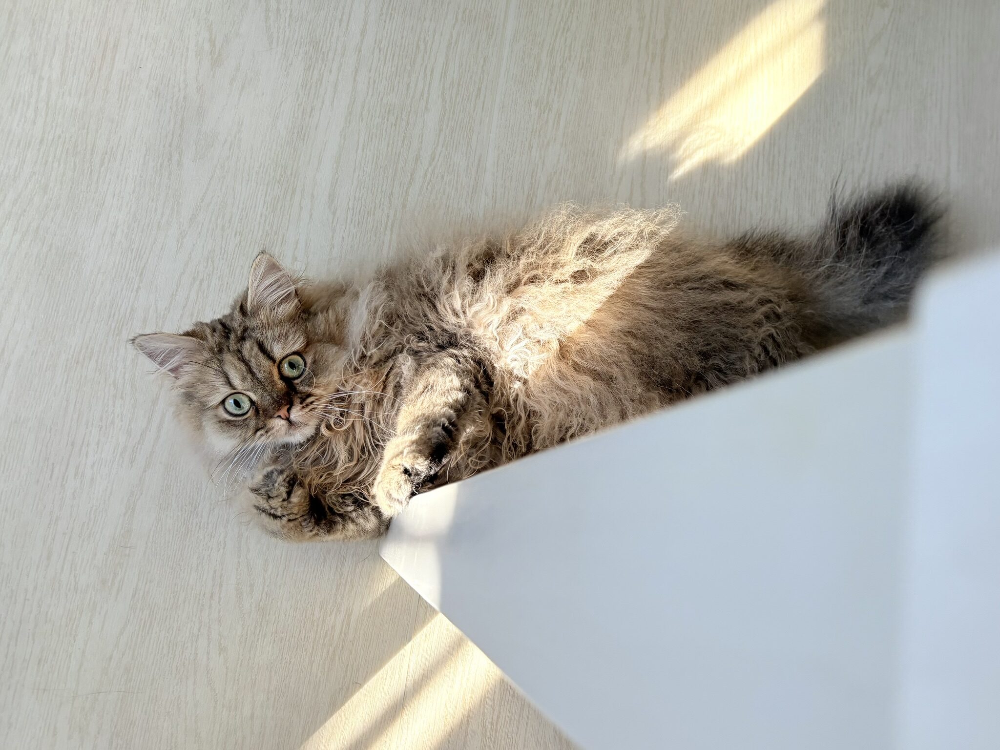 愛猫と暮らす住まい